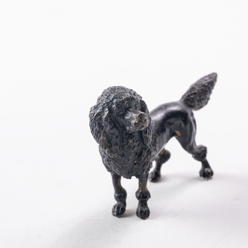 Bronze poodle dog